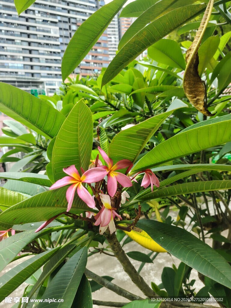 鸡蛋花