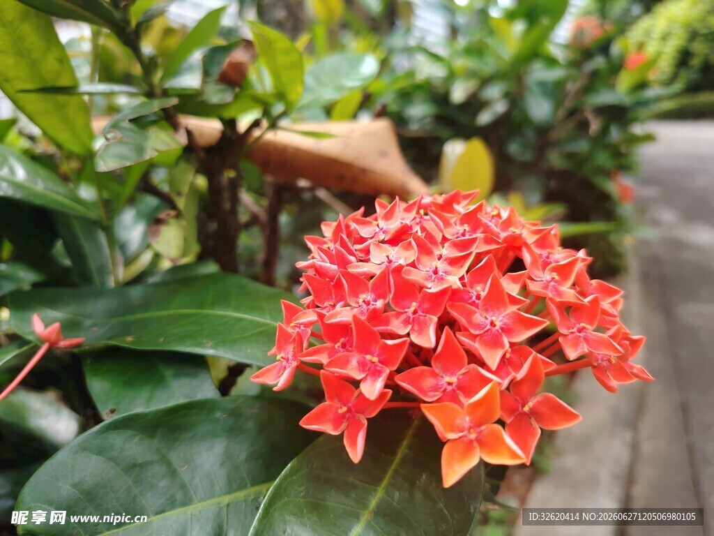 龙船花