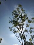 蓝天映衬下的茂盛树木