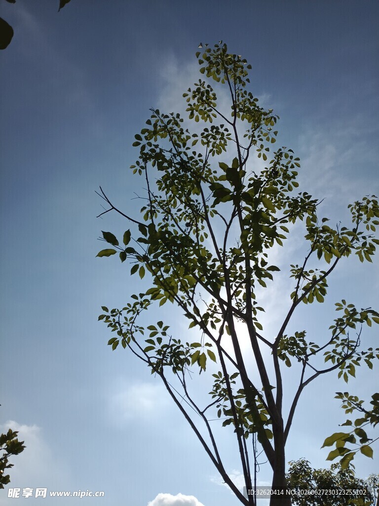 蓝天映衬下的茂盛树木