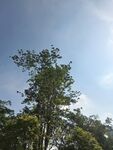 蓝天绿树风景图