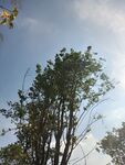 蓝天绿树风景