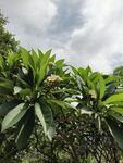 绿叶繁茂的植物景观