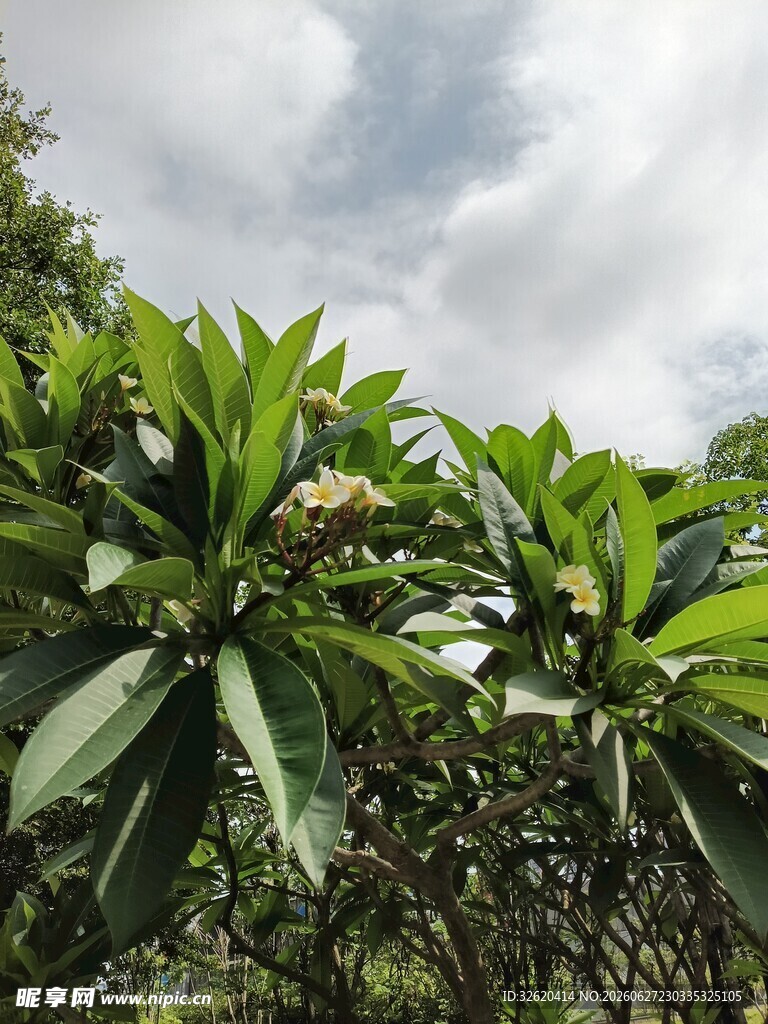 绿叶繁茂的植物景观