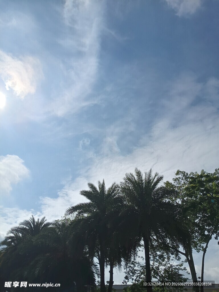 蓝天椰树美景
