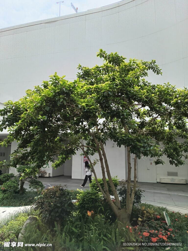 庭院中的葱郁小树