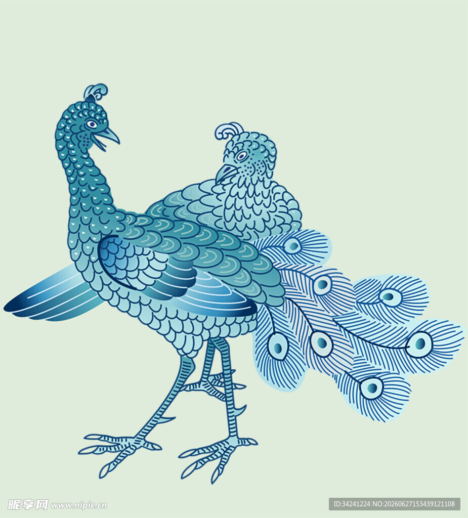 蓝纹双孔雀插画