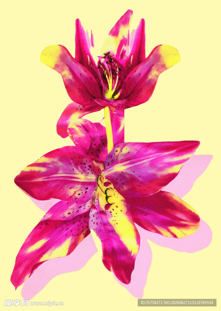 艳丽多彩百合花