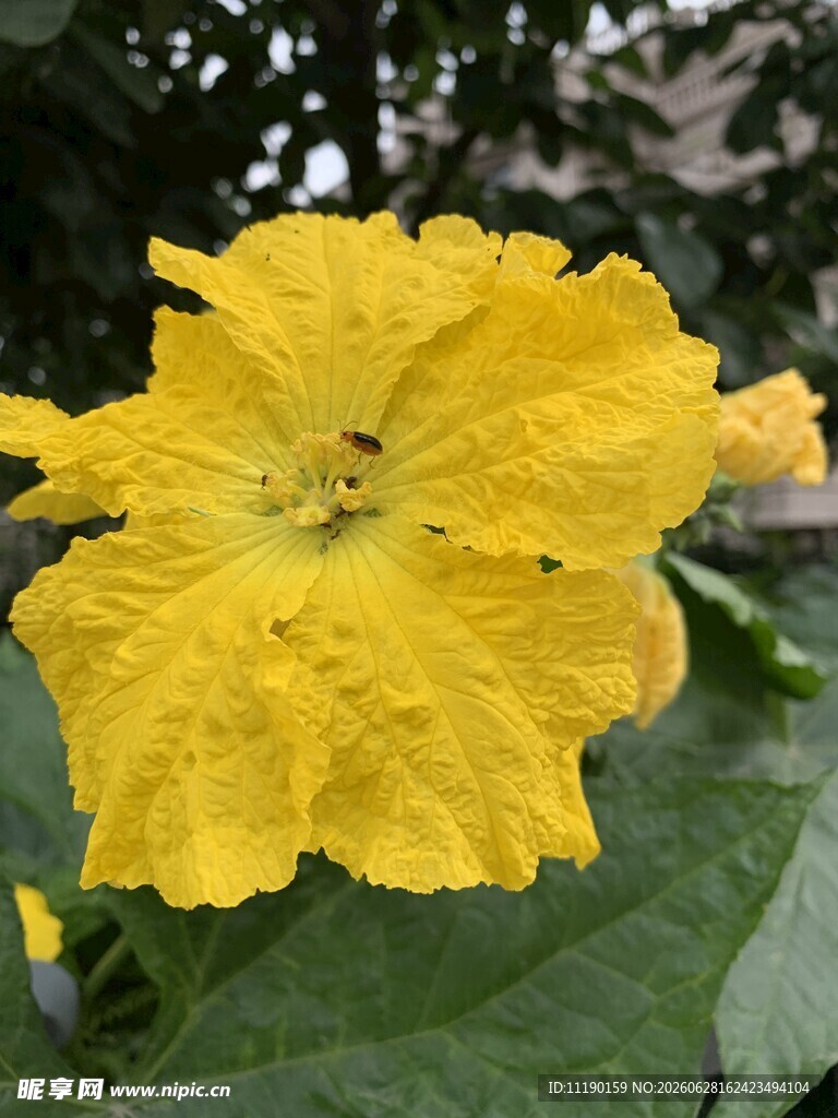 丝瓜花
