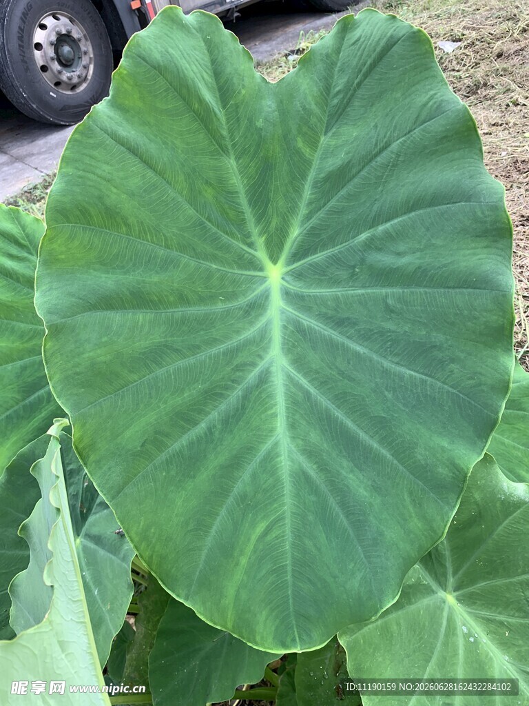 大片芋叶
