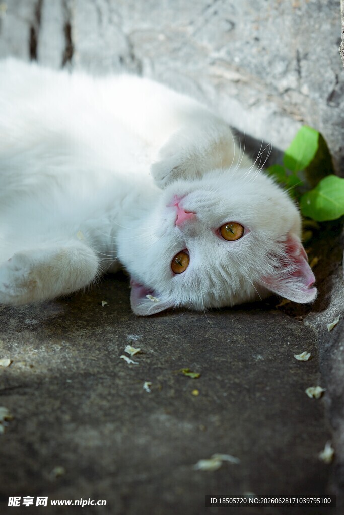 趴着的白色猫咪