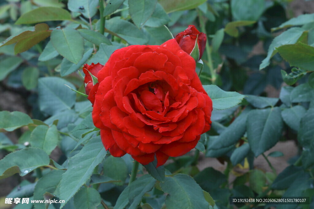 月季花  