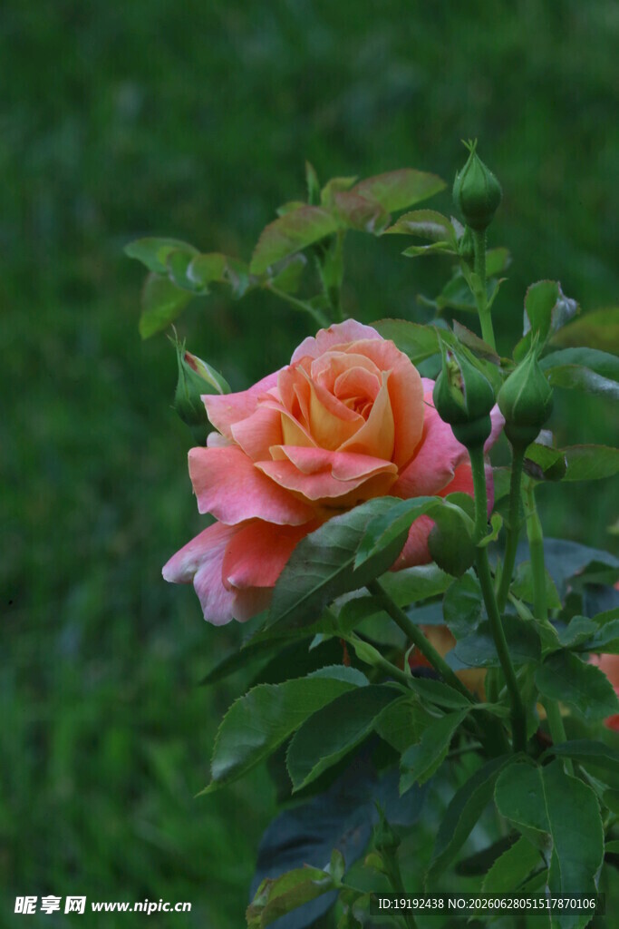 月季花 