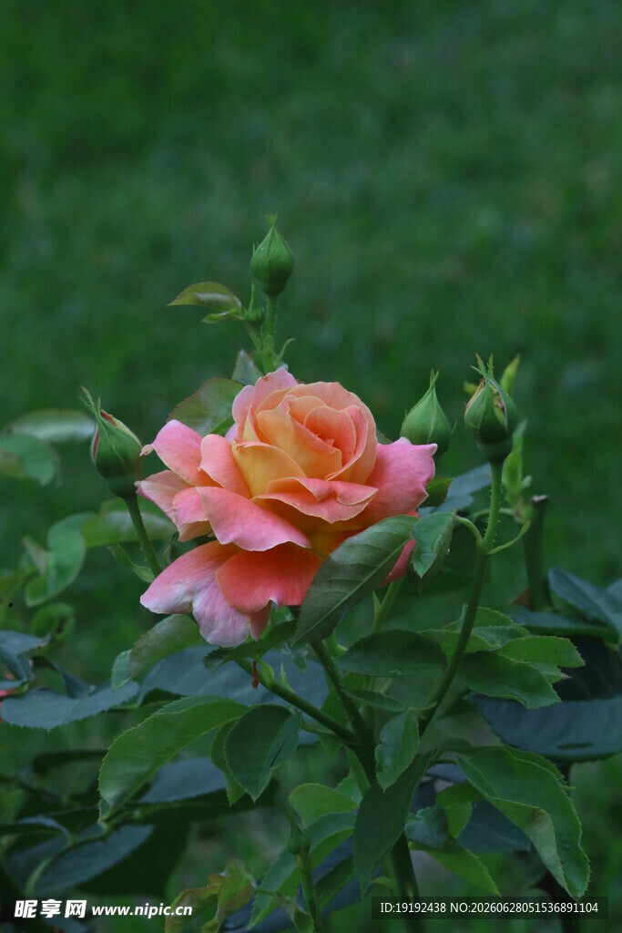 月季花  