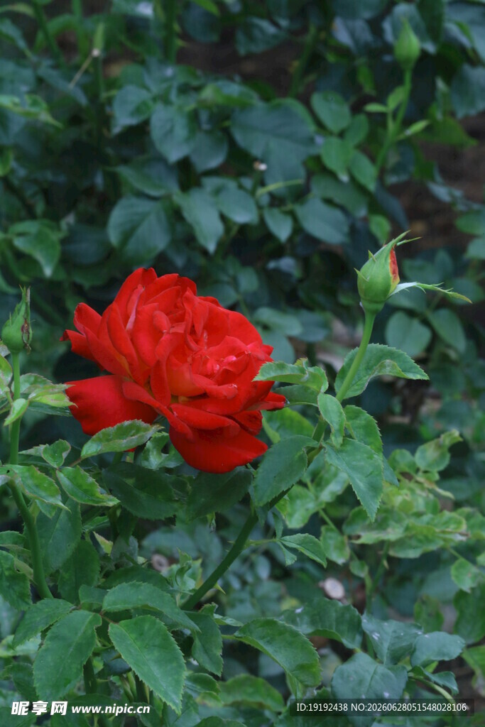 月季花 