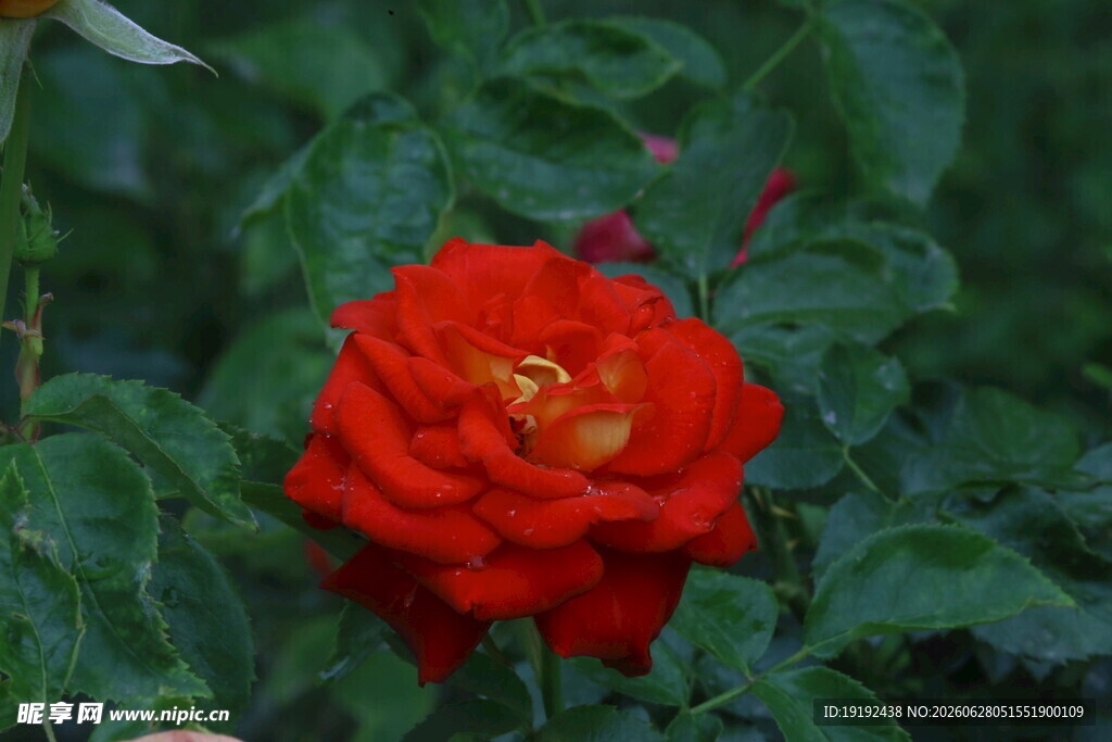 月季花  