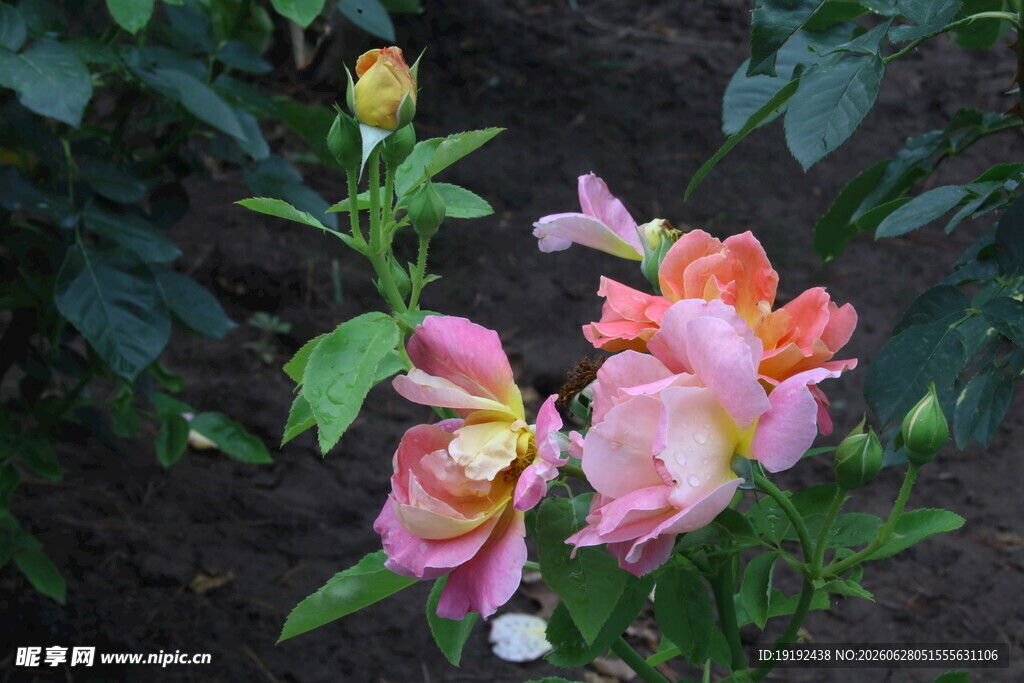 月季花 