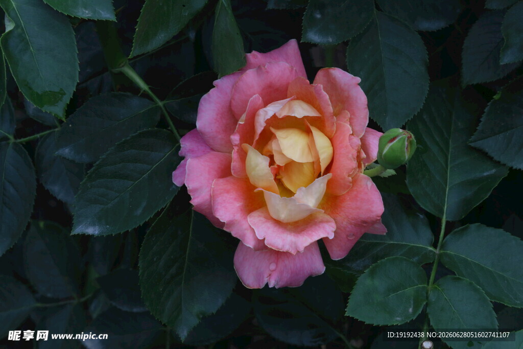 月季花  