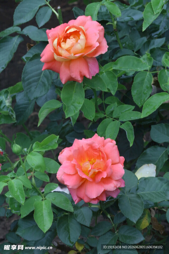 月季花  