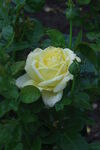 月季花 