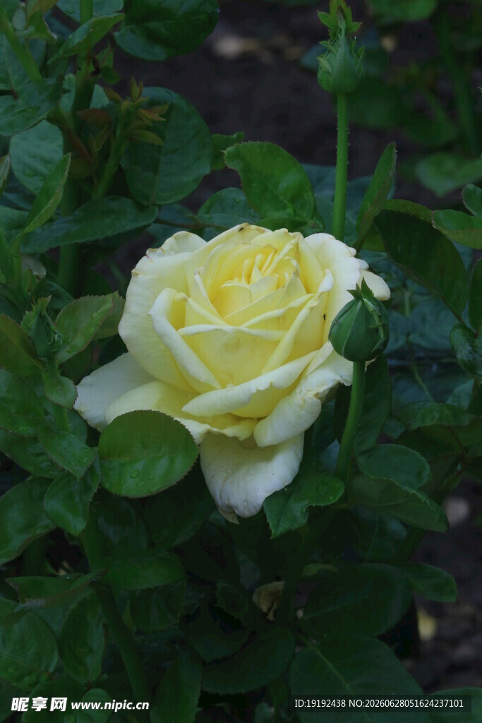 月季花 