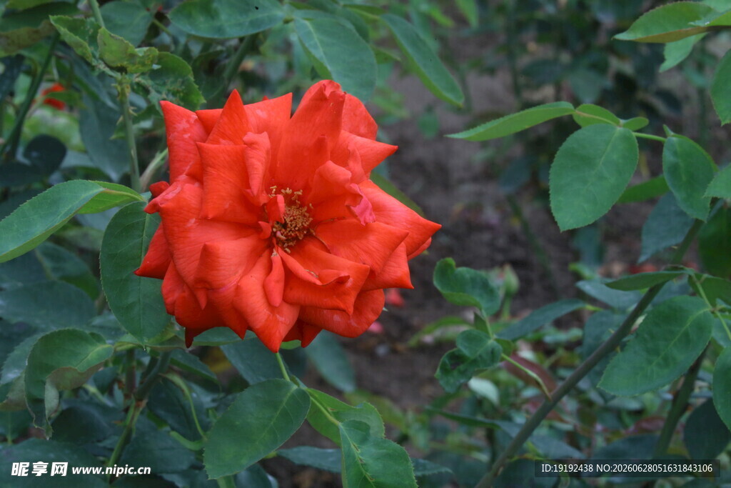 月季花  