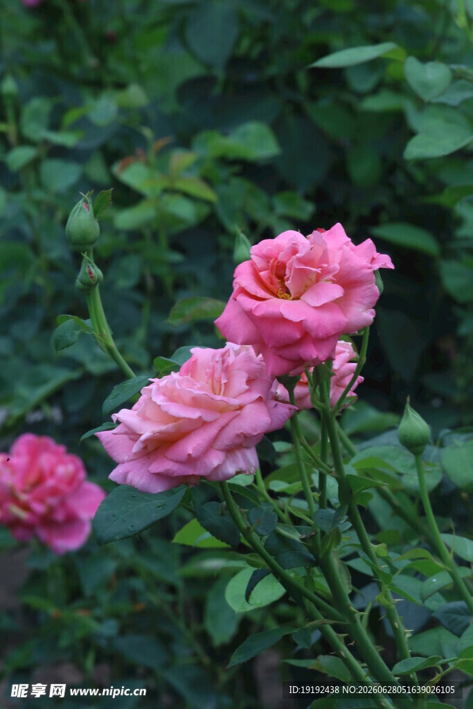 月季花  