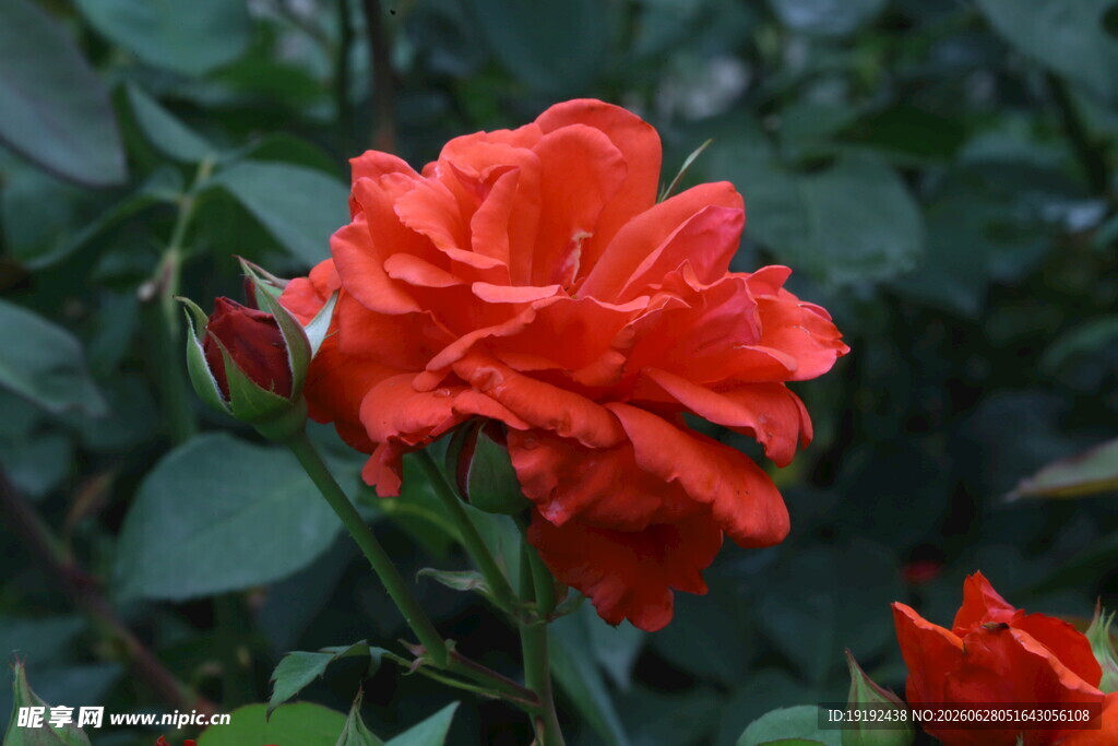 月季花 