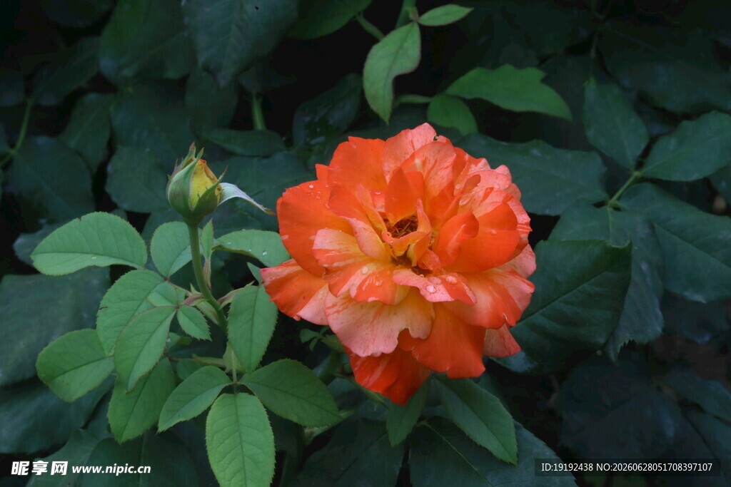 月季花 