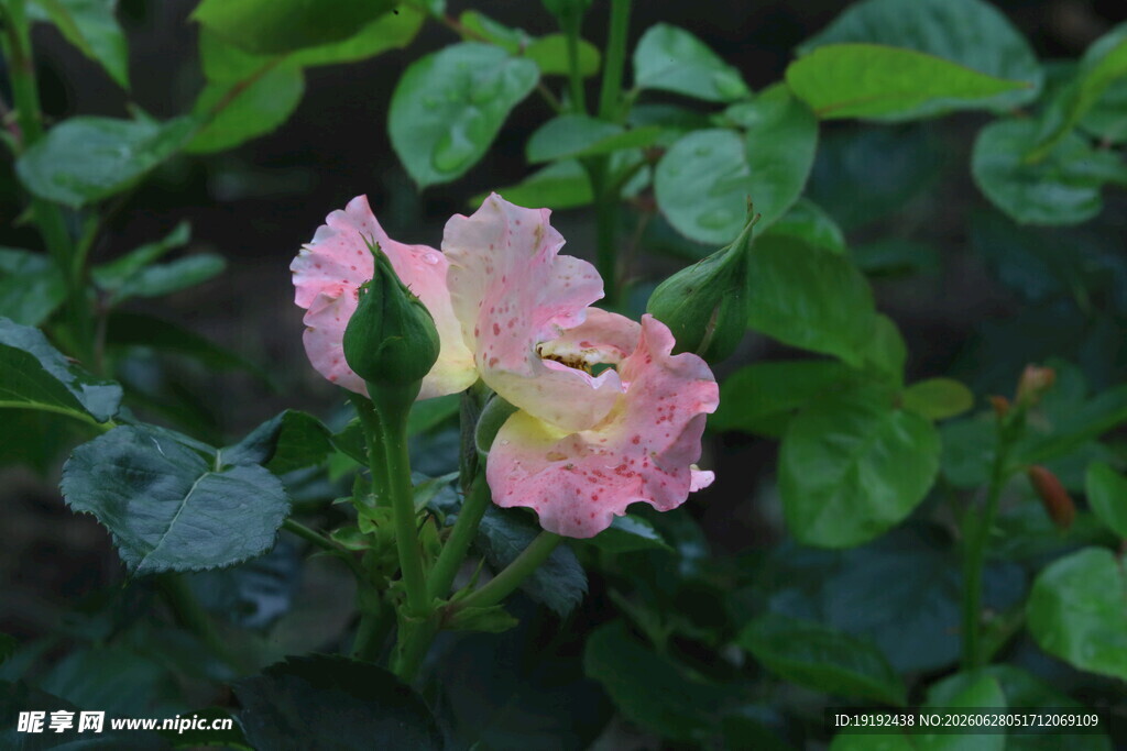 月季花 