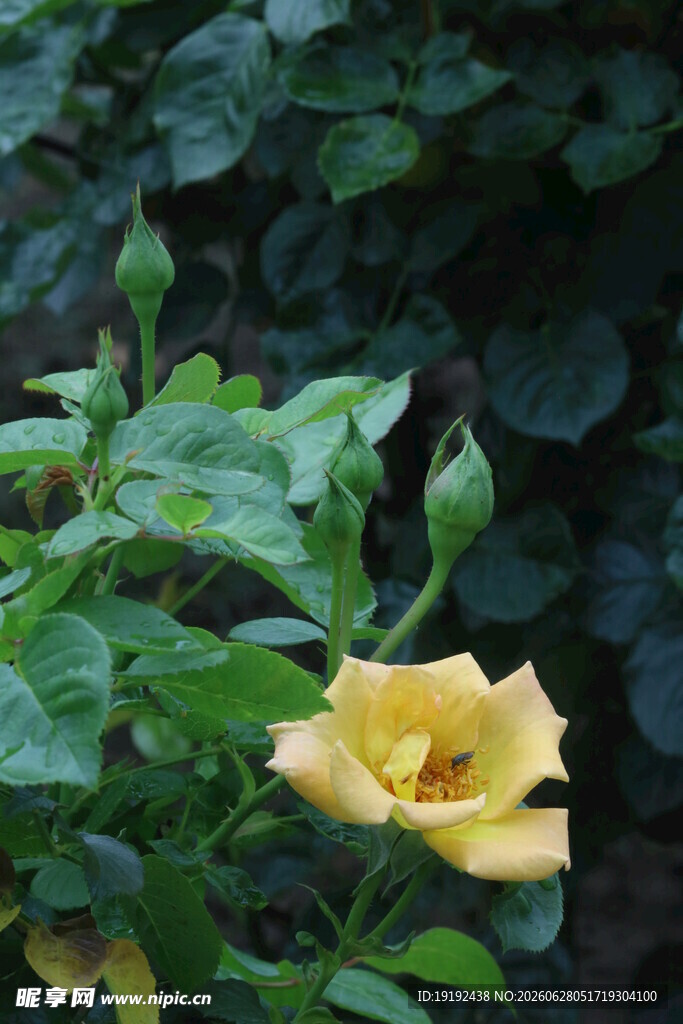 月季花 