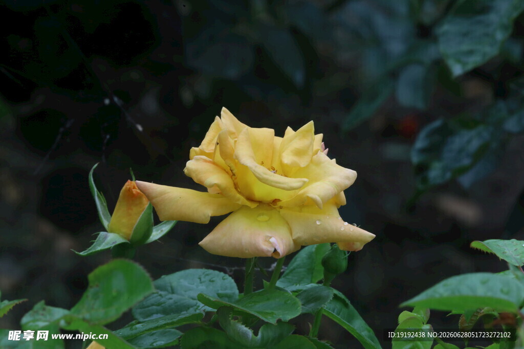 月季花  