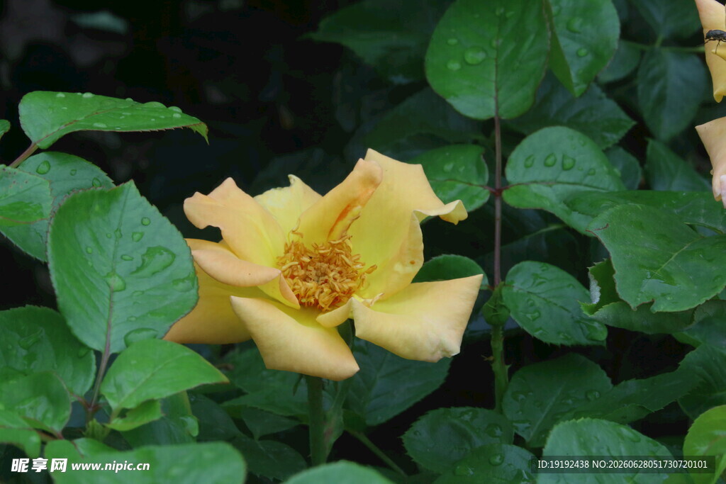 月季花  