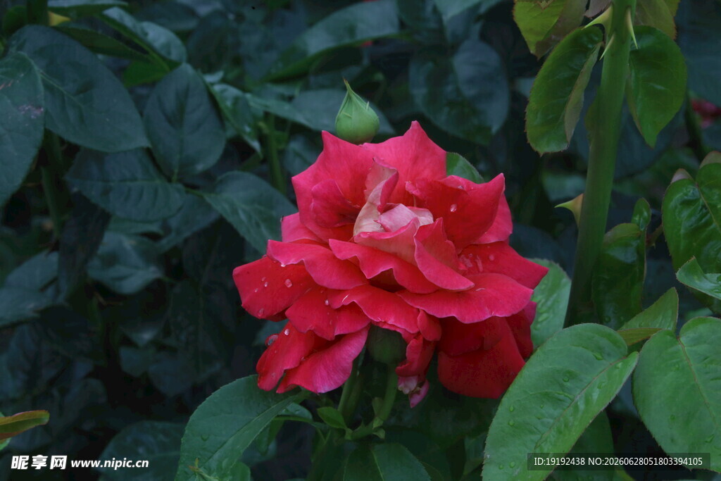 月季花  