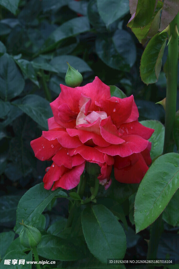 月季花  