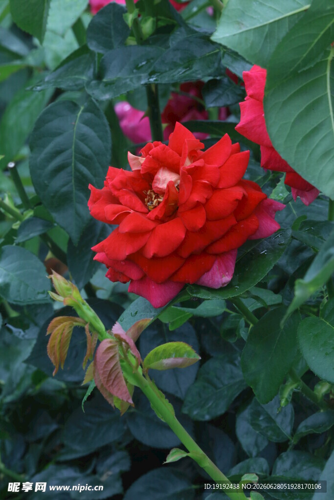 月季花  