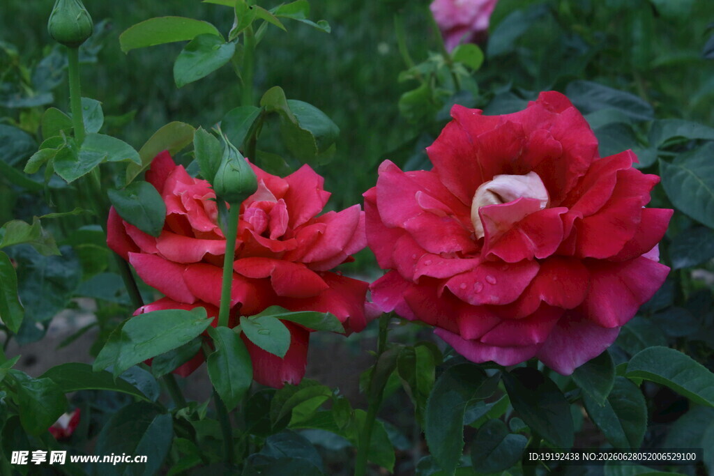 月季花 