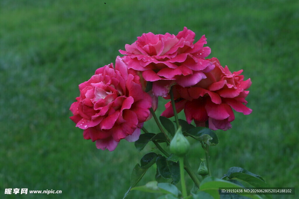 月季花 