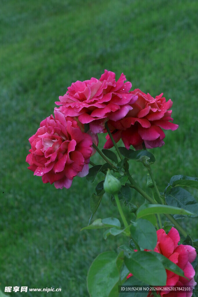 月季花  
