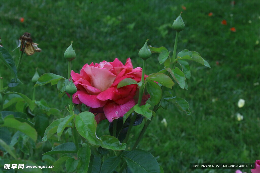 月季花 