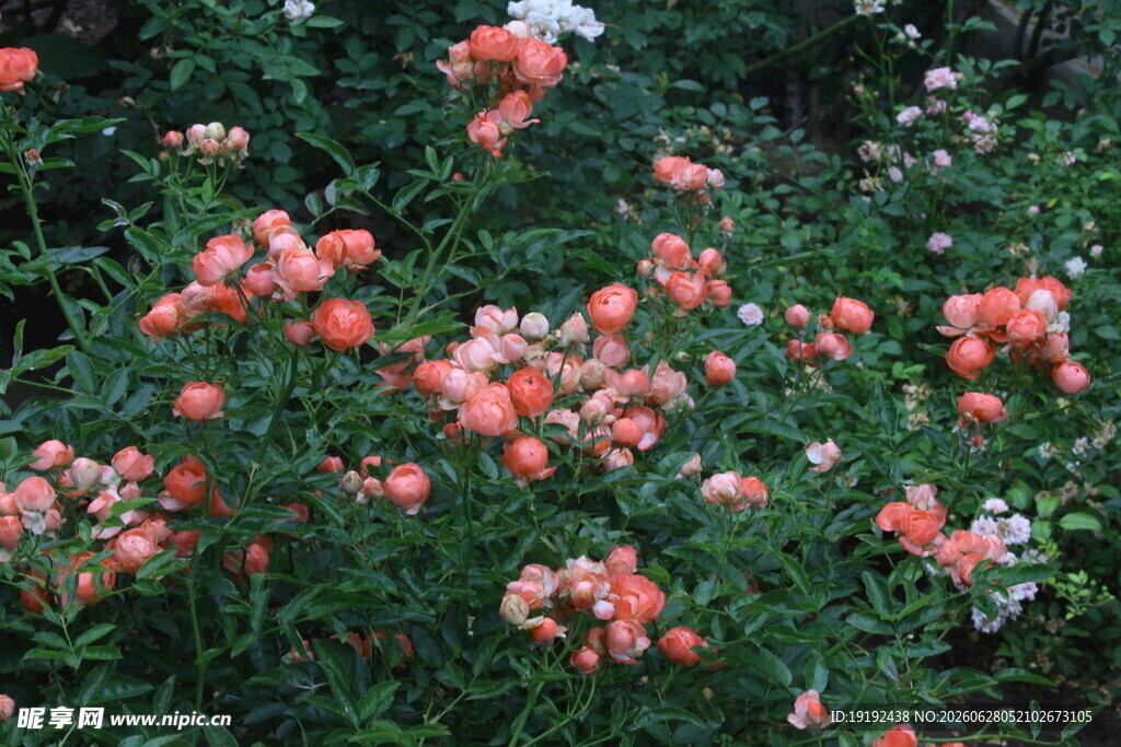 月季花  
