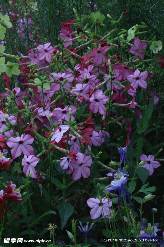 花烟草  