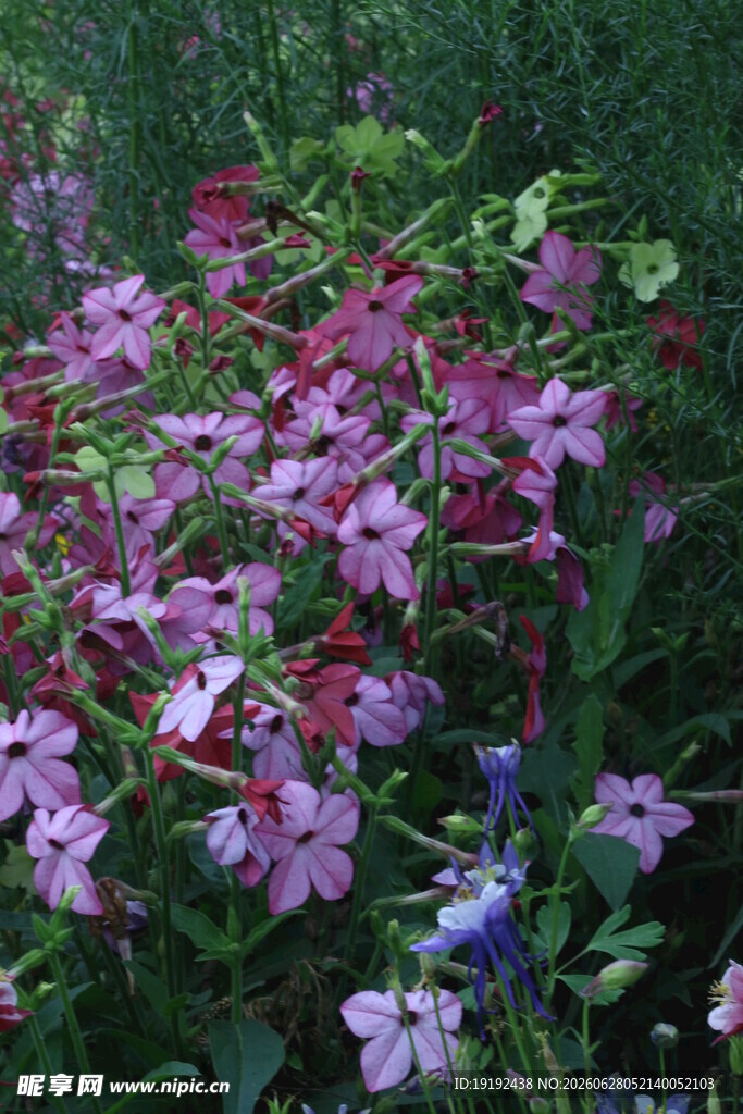 花烟草 