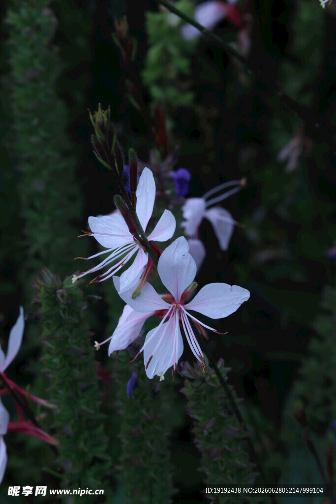 山桃草  