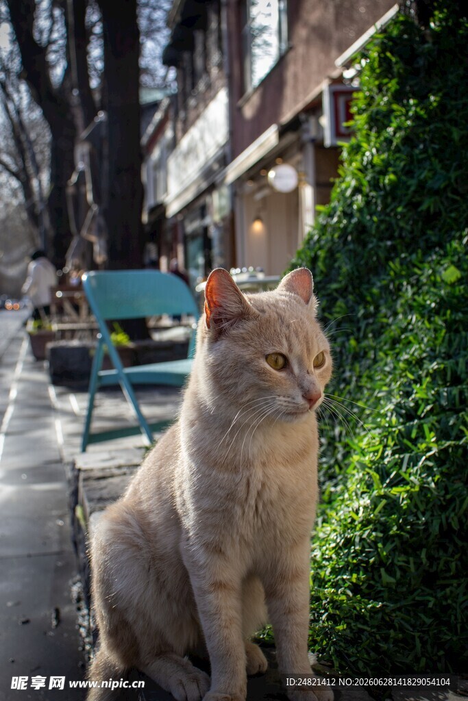 街边椅子旁的悠闲猫咪