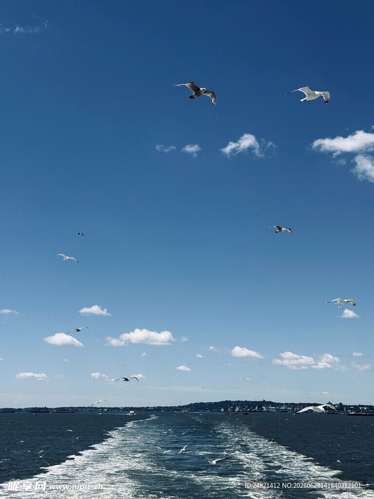 海上游船伴飞鸟蓝天景