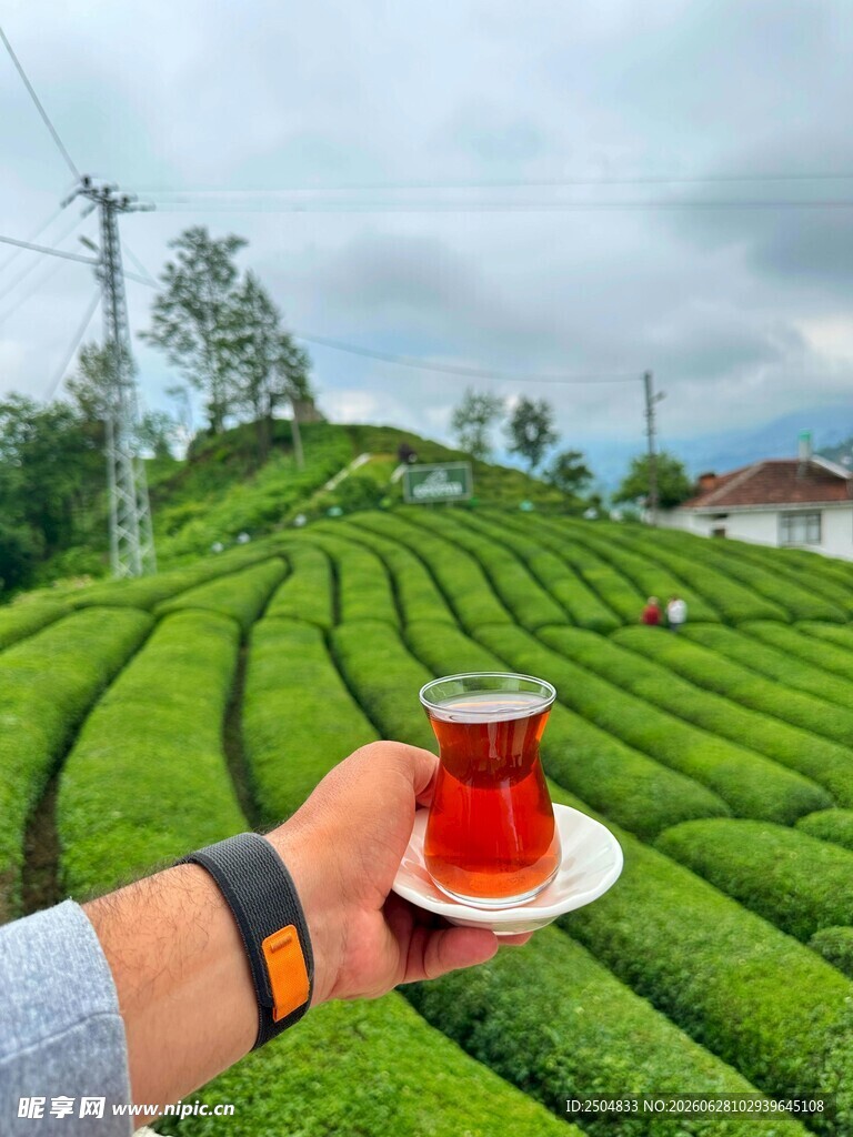 茶园中手捧红茶的惬意画面