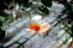 杯中绽放的橙红色花朵