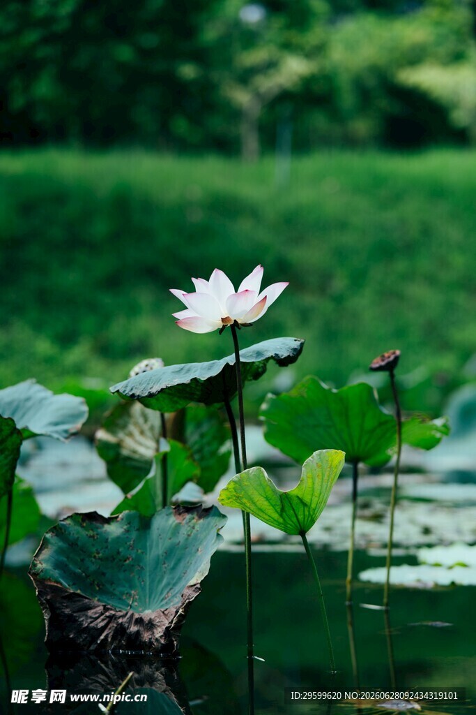 荷塘中的绽放白莲花