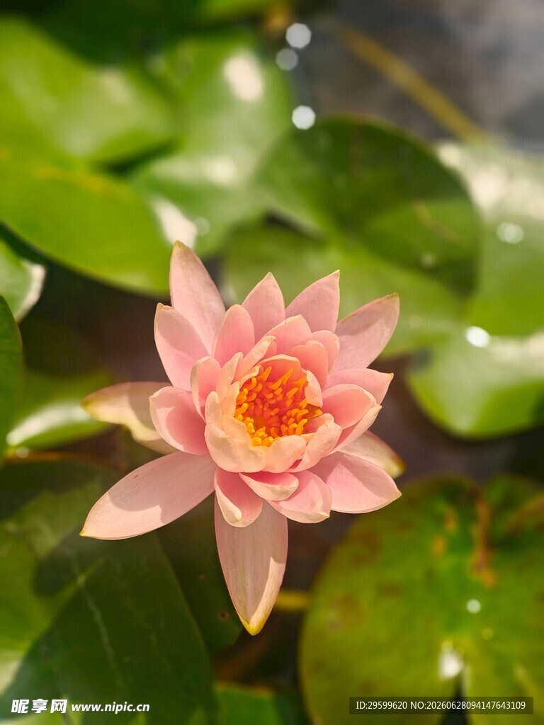 娇艳粉色睡莲绽放